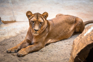 Lion female lying on the rocky ground