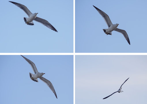 Flying seagull over sky - collection of four photo.