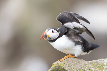 Atlantic Puffin (Fratercula arctica) standing on rock of coastal cliff, flapping wings, Great...