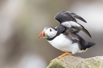 Atlantic Puffin (Fratercula arctica) standing on rock of coastal cliff, flapping wings, Great Saltee, Saltee Island, Ireland.