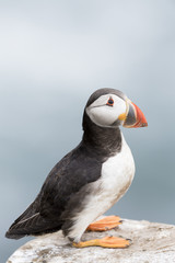 Atlantic Puffin (Fratercula arctica) standing on rock of coastal cliff, Great Saltee, Saltee Island, Ireland.