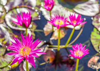Obraz premium Pink lotus with yellow pollen in the pond.