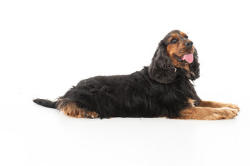 English Cocker Spaniel