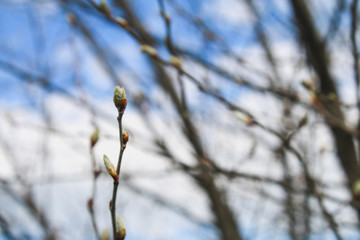 The first spring gentle leaves, buds and branches macro background.
