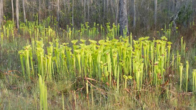 4K Yellow Pitcherplants (Sarracenia flava var. rugelii) 1