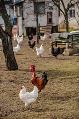 Hahn kräht vor Hühnerschar