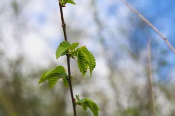 The first spring gentle leaves, buds and branches macro background.
