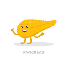 Strong healthy pancreas cartoon character isolated on white background. Happy heart icon vector flat design. Healthy organ concept medical illustration.