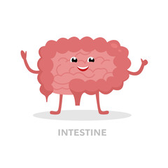 Strong healthy intestine cartoon character isolated on white background. Happy small and large intestines icon vector flat design. Healthy organ concept medical illustration.