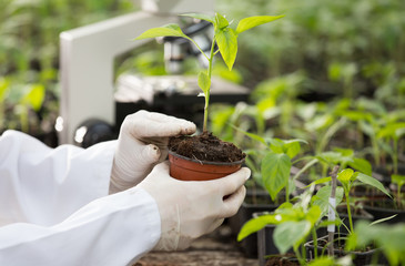 Agronomist holding seedling in flower pot in greenhouse