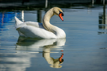 Single Swan with its mirror immage at lake constance