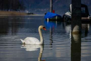 Fototapeta premium Single Swan with its mirror immage at lake constance
