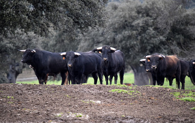 toros en ganaderia en españa