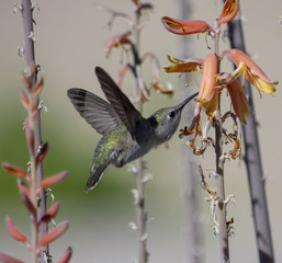 Beautiful Green Hummingbird Feeding on Red Aloe Vera Flower