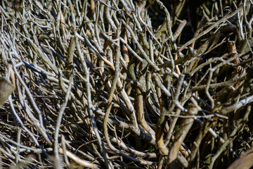 Dry leaves waiting for the winter to end