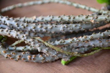 Tinospora cordifolia is a local herb in Thailand