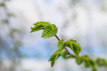 The first spring gentle leaves, buds and branches macro background.