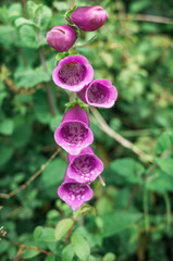 Digitalis foxglove flower