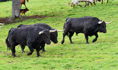 toros en ganaderia en españa