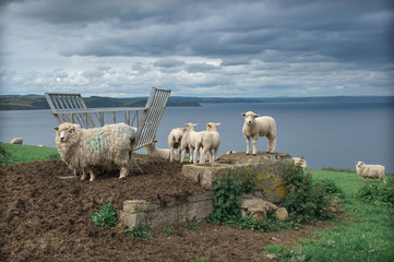 Flock of sheep on Cornish coast Cornwall United Kingdom