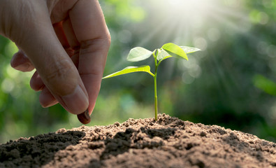 hand of women cultivation with young plant and seed in the morning under garden green background.