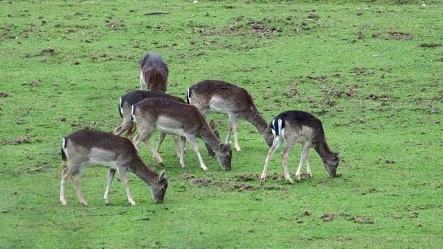 Fallow Deer (Dama dama) on a green pasture, Czech Republic. Beautiful fresh green grass. Deer in the nature habitat. Animal in the meadow. Wildlife scene in Europe.