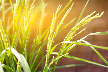 Rice is harvested in rice fields.