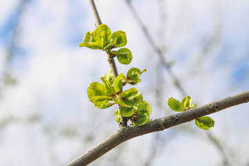 The first spring gentle leaves, buds and branches macro background.