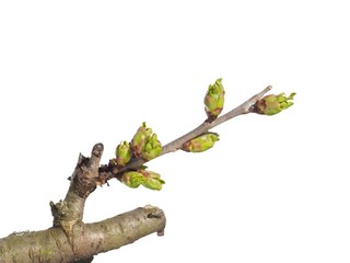 Sour cherry bud on white