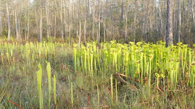 4K Yellow Pitcherplants (Sarracenia flava var. rugelii) 3