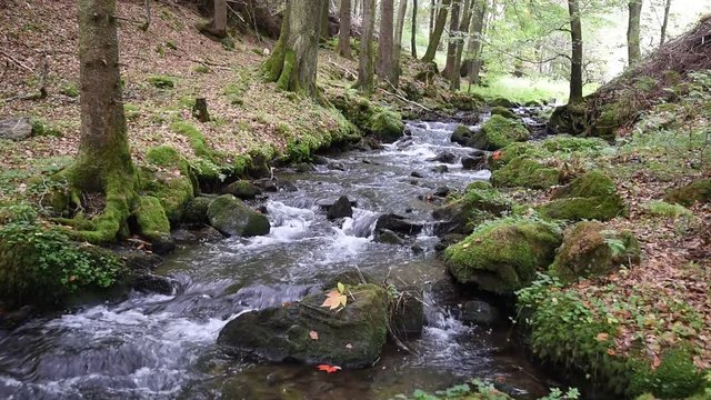 Gebirgsbach im Vessertal / Th&uuml;ringen
