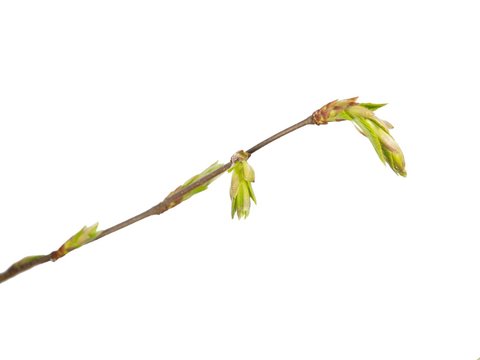 Beech Bud On White