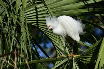 Cattle Egret