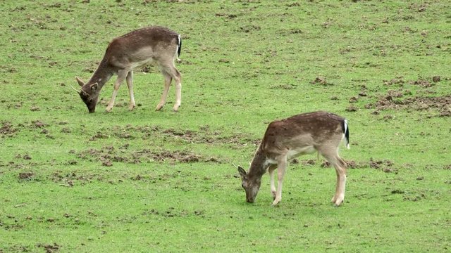 Fallow Deer (Dama dama) on a green pasture, Czech Republic. Beautiful fresh green grass. Deer in the nature habitat. Animal in the meadow. Wildlife scene in Europe.