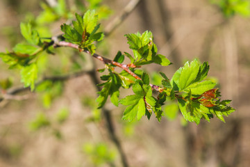 The first spring gentle leaves, buds and branches macro background.
