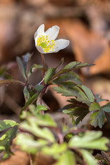 Buschwindr&ouml;schen