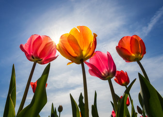 Bunte Tulpen im Gegenlicht vor blauem Himmel