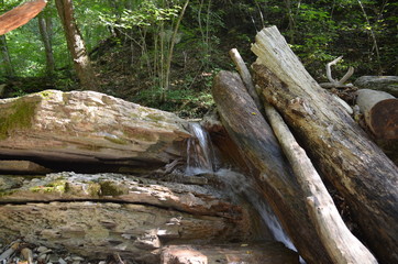 The petrified trees, streamlet and the rock