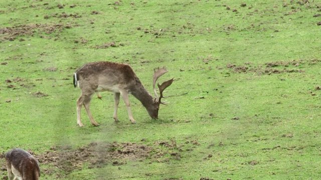 Fallow Deer (Dama dama) on a green pasture, Czech Republic. Beautiful fresh green grass. Deer in the nature habitat. Animal in the meadow. Wildlife scene in Europe.