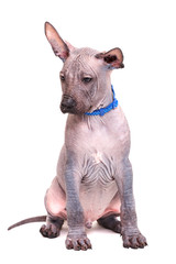 Щенок породы Xoloitzcuintli, голая мексиканская собака,...