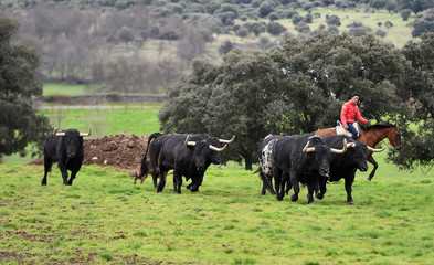 toros en ganaderia en españa
