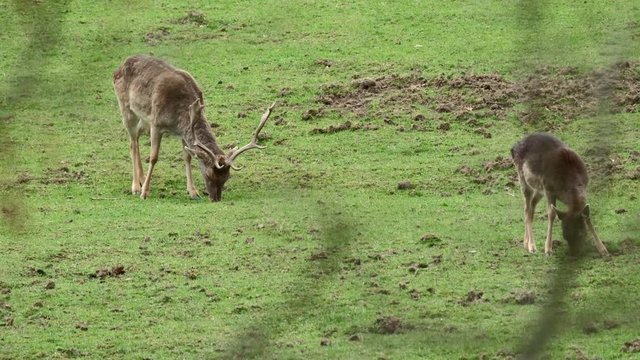 Fallow Deer (Dama dama) on a green pasture, Czech Republic. Beautiful fresh green grass. Deer in the nature habitat. Animal in the meadow. Wildlife scene in Europe.