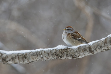 american tree sparrow in winter