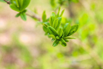 The first spring gentle leaves, buds and branches macro background.