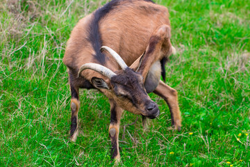  A young white goat eats green juicy grass