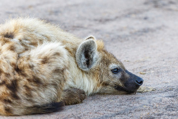 Spotted Hyena lying and resting on the ground
