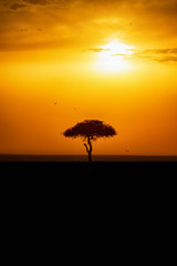 Fototapeta na wymiar Sunset with a single tree in silhouette