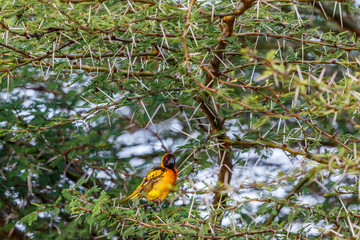 Village weaver male sitting on a branch of a thorn bush and looking towards the camer