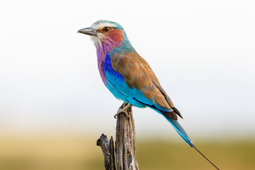 Colorful plumage of a Lilac-breasted roller