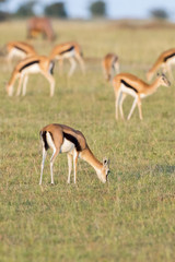 Grazing herd of Thomson's gazelles on the Africans savanna